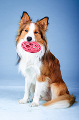Sable color border collie tooks toy