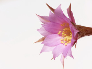 pink cactus flower 1