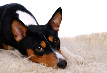 Basenji-dog on the white background