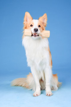 Red and white border collie tooks aport