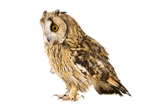 Long-eared Owl isolated on the white background