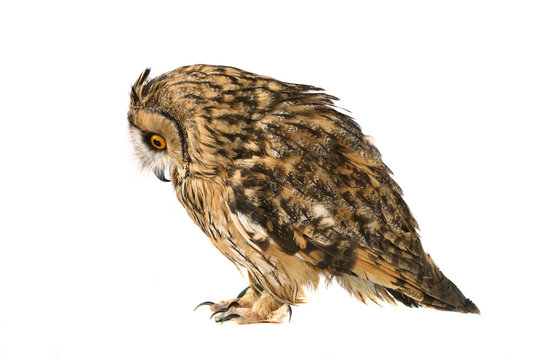 Long-eared Owl isolated on the white background