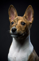 Little Basenji puppy, brindle colour, on the black background