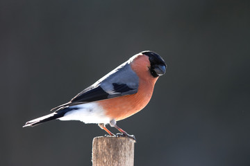 Bullfinch male on stump