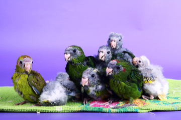 Red-fronted Kakariki parakeet babys © Farinoza