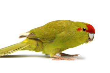 Red-fronted Kakariki parakeet, isolated on white