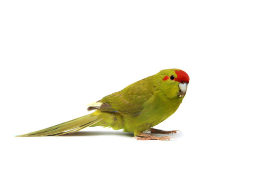 Fototapeta Red-fronted Kakariki parakeet, isolated on white