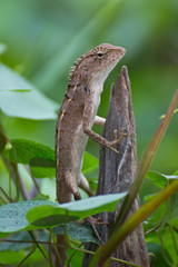 Lizard  in natural wooden  environment