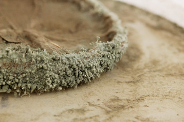 Moldy lemon close-up
