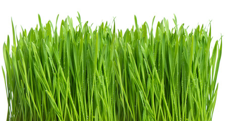 fresh green spring grass with water drops