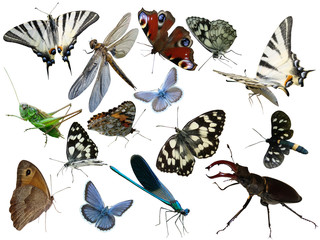 Obraz premium Butterflies of a dragonfly bugs insects it is isolated