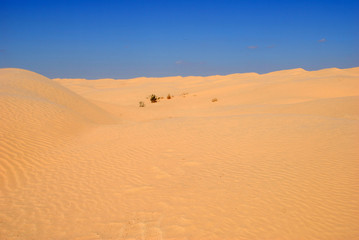 Fototapeta na wymiar sahara occidental 15