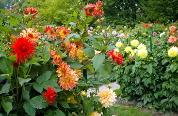 Fotobehang garden full of different varieties of dahlia flowers © Fotokon
