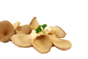 Austernpilze , isoliert