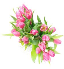 beautiful pink tulips on white