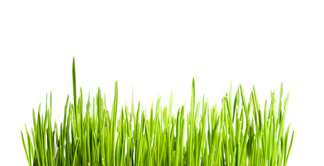 green sprigs of wheat with drops of dew