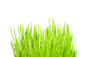 Obraz premium green sprigs of wheat with drops of dew