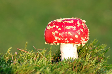 Red toadstool