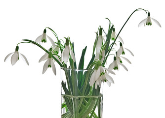 snowdrops  in a vase isolated