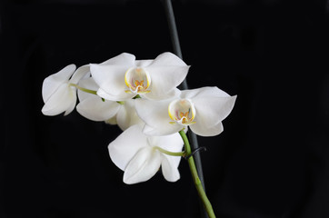 Fototapeta na wymiar Orchidea bianca su sfondo nero