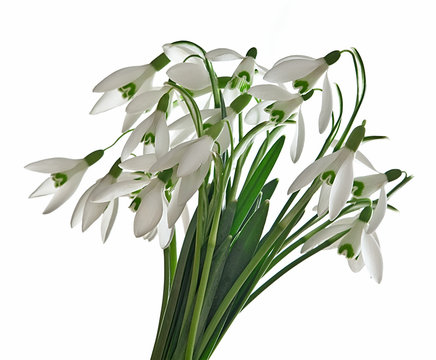 Snowdrops Isolated