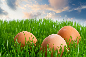 Easter eggs in the grass over blue sky