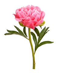 Pink peony flower, stem and leaves