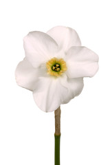 Obraz premium Yellow and green-cupped white daffodil