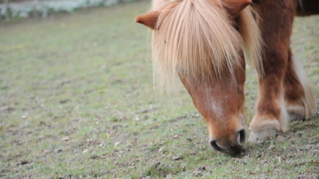 Pferde auf der Koppel