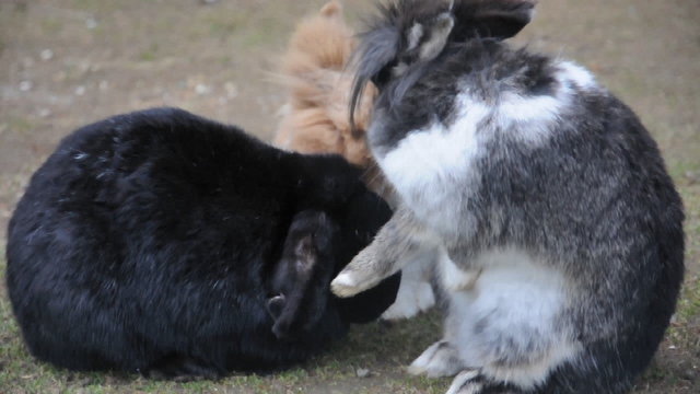 Hasen