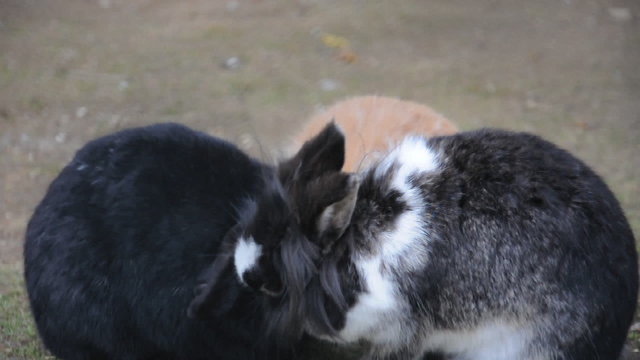 Hasen