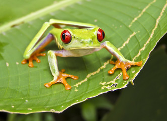 Red-eyed tree frog