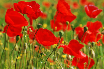 Wild poppies