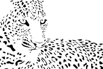 Leopard © frilled_dragon