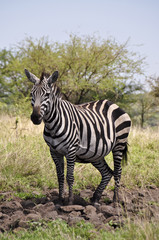 Fototapeta na wymiar Pojedynczy zebra