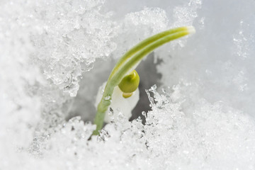 First snowdrop flower.