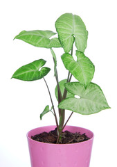 Green house plant in pink pot