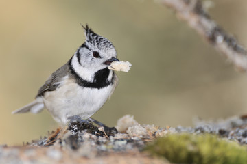 Crested Tit on a tree bark eating a seed
