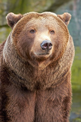 Obraz na płótnie Canvas Brown bear (Ursus arctos)
