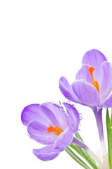 Crocus flower