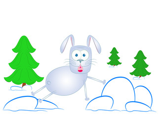 rabbit in a pine forest