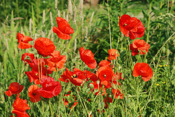 Fototapeta na wymiar Common poppies