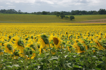 sun flower field