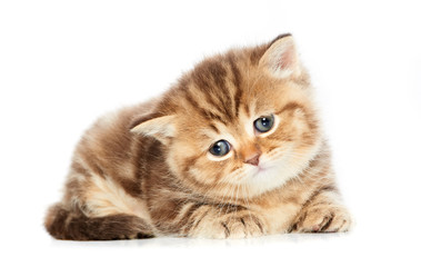 British Shorthair kitten cat isolated