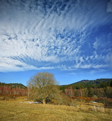 big tree in a lanscape