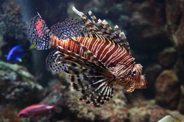 Rotfeuerfisch