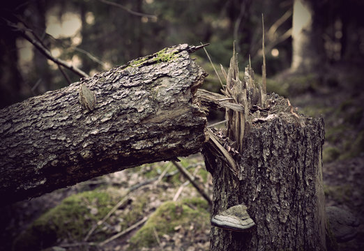 Fallen Old Tree