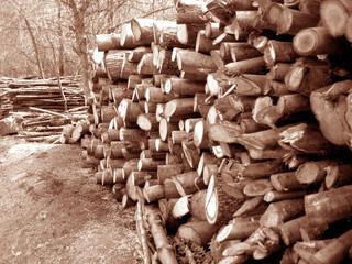 lots of Cut trunks stacked in industrial yard