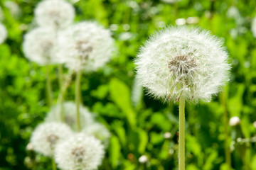 white dandelion