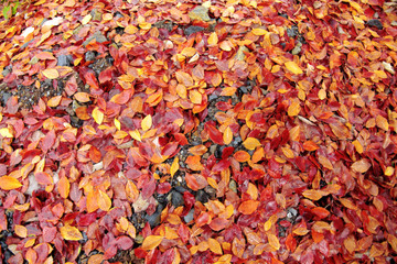 an image of  fallen leaves on ground